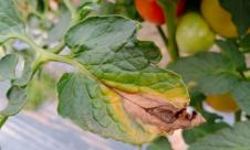 Alternarioza tomatelor, Pătarea brună Alternarioza tomatelor, Pătarea brună